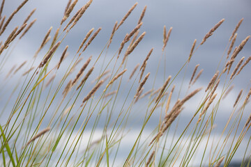 Wall Mural - abstract background grass bokeh blurry