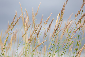 Naklejka na meble abstract background grass bokeh blurry