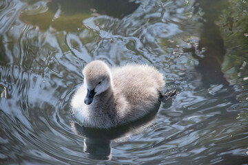 Sticker - Cygnets are grey when they hatch with black beaks and gradually turn black over the first six months at which time they learn to fly.