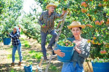 Wall Mural - Happy asian female farmer carrying big bucket with fresh pears after harvesting at orchard