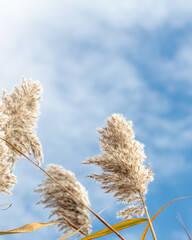 Fluffy reed seeds against autumn sky