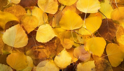 Canvas Print - Golden autumn leaves on the ground.