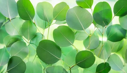 Canvas Print - Green eucalyptus leaves in sunlight