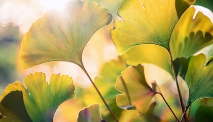 Canvas Print - Ginkgo leaves backlit by sun