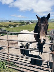 Napa Valley Horse Farm