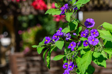 Colorful purple flowers bloom vibrantly in a sunny garden on a warm afternoon, adding beauty to the serene setting