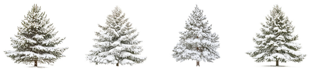 Wall Mural - snow-covered pine trees in a winter landscape during daylight hours. set of png on transparent backg