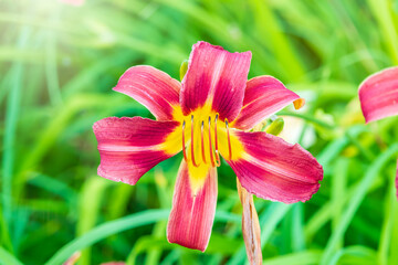 Wall Mural - Close up of a single orange day lily, Hemerocallis fulva, in full bloom.