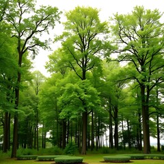 Green trees in the forest isolated on white background