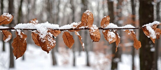 Wall Mural - A Branch With Autumn Dried Leaves Covered With Snow On The Background Of Trees In The Forest