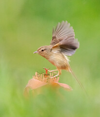 Wall Mural - plain prinia, prinia inornata