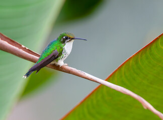 Wall Mural - white-booted racket-tail, ocreatus underwoodii melanantherus