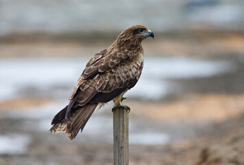 Wall Mural - black-eared kite, zwartoorwouw, milvus lineatus
