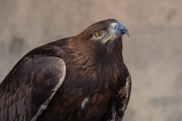 golden eagle (aquila chrysaetos) bird of prey close up detailed shot