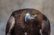 © hyserb - Golden Eagle (Aquila chrysaetos) bird of prey close up detailed shot