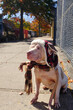 © Cavan - White Pit Bull Sitting on Sidewalk Wearing Trapper Hat and Scarf