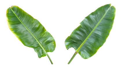 Tropical Green Banana Tree Leaves Isolated on a Clear Background Generative AI