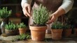 © Chatchanan - A woman carefully transplanting rosemary, using a small trowel