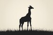 © rehan - Silhouette of a Giraffe Standing in Tall Grass