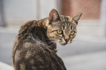 A stray cat on the city street