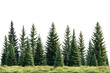 © venusvi - A group of lush, green pine trees against a white isolated background.