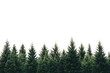 © venusvi - A lush row of evergreen trees against a clear background, perfect for natural scenery and outdoor themes.