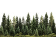 © venusvi - A lush row of evergreen trees against a white isolated background.