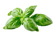 © venusvi - Fresh basil leaves on a white isolated background.