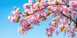 © vilavanh - Beautiful spring nature scene featuring a pink blooming tree in full bloom against a clear blue sky, beautiful, nature, landscape