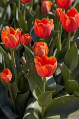 Wall Mural - tulip world's favourite flowers in orange color in spring sunlight