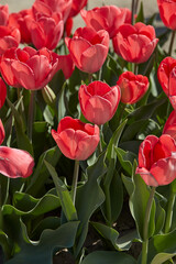 Wall Mural - Tulip Van Eijk flowers in spring sunlight