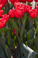 Wall Mural - Tulip Surrender, red flowers in spring sunlight