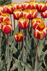 Wall Mural - Tulip Rambo flowers in red and yellow colors in spring sunlight