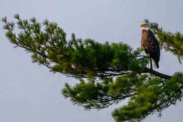 eagle in tree