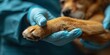 © ds17 - Veterinarians hand holding dogs paw Dogs paw in human