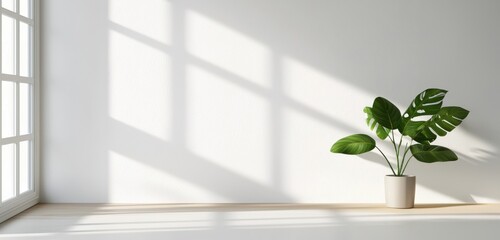 Wall Mural - realistic and minimalist blurred natural light windows shadow overlay on wall paper texture abstract