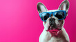 © Thuntaree - French Bulldog with Sunglasses on Pink Background