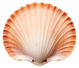 Wall Mural - PNG Scallop seashell seafood clam.