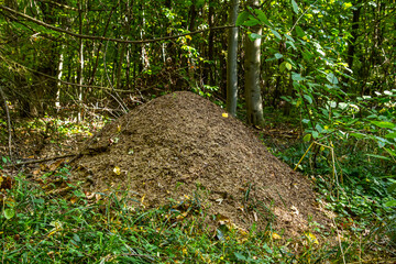 the big anthill - Red wood ant Formica rufa in a forest