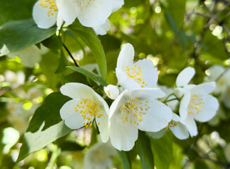 blooming mock orange philadelphus a decorative shrub from the hydrangeaceae family, with white fragr