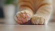 © StockPick - Elegant Persian Cat Paw Close-Up - Soft Fur and Delicate Pink Pads Showcasing Exquisite Detail and Texture for Animal Lovers and Pet Enthusiasts