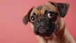 © I Have Photos - Playful pug with a wrinkly face on a solid pink background, humorous and adorable