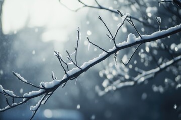 Winter scenery   black tree branches and white snow   shallow DOF