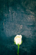 © Westend61 - White rose on wooden background