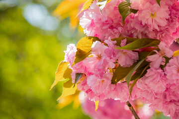 Wall Mural - twig of sakura in pink blossom. sunny day. closeup nature background. spring season