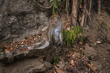 A macaque is sitting on a rock in a jungle