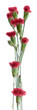 © Designpics - Vertical panorama of red mini carnations against a white background; Studio