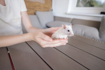 Woman playing with a hamster