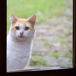 © Designpics - Cat looks in a window from outside; Ponta do Pargo, Madeira, Portugal