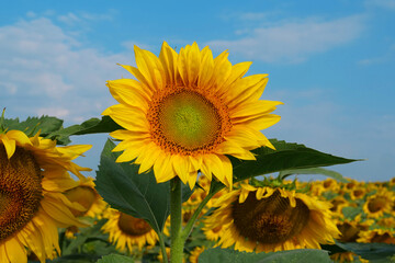 Field of beautiful yellow sunflowers